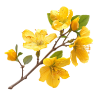 Explore Yellow Autumn Flower Branch Cut Outs Stock Photography Collection png