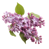Stylish Isolated Purple Lilac Flowers Branch Cut Outs High Quality Images png