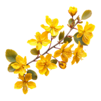 Yellow Autumn Flower Branch on Transparent Background Cut Out Stock Photo Collection png