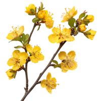 elegante giallo autunno fiore ramo tagliare out pronto per uso immagini png