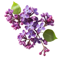 élégant violet lilas fleurs branche images pour votre Créatif projets png