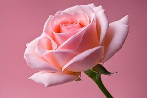 close up texture pink rose background photo