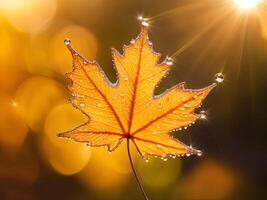 macro close up of a drop of water on a maple leaf in sunset light photo