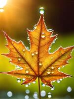 macro close up of a drop of water on a maple leaf in sunset light photo