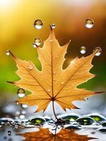 macro close up of a drop of water on a maple leaf in sunset light photo