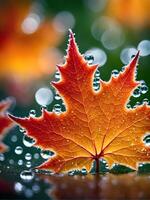 macro close up of a drop of water on a maple leaf in sunset light photo