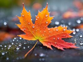 macro close up of a drop of water on a maple leaf in sunset light photo