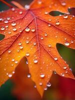 macro close up of a drop of water on a maple leaf in sunset light photo