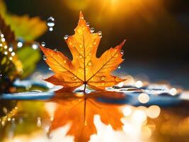 macro close up of a drop of water on a maple leaf in sunset light photo