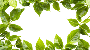 Botanical Beauty Isolated Green Leaves Frame Cut Outs png