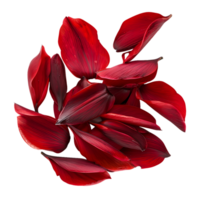 hoch Auflösung isoliert rot Blume Blütenblätter Schnitt Outs zum irgendein Design brauchen png