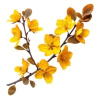 Yellow Autumn Flower Branch Variety Essential Stock Resource png