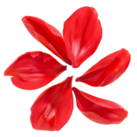 låsa upp kreativitet med isolerat röd blomma kronblad skära outs png