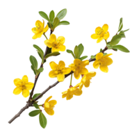 Yellow Autumn Flower Branch Isolation Diverse Stock Options png