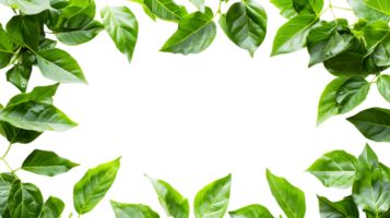 Green Leaves Frame Detail Stock Imagery Ready for Your Designs png