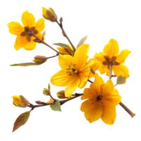 vibrante amarillo otoño flor rama cortar fuera valores foto colección png