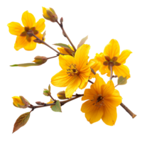 vibrant Jaune l'automne fleur branche Couper en dehors Stock photo collection png