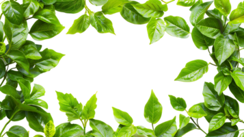 Contemporary Green Leaves Frame Images for Your Creative Projects png