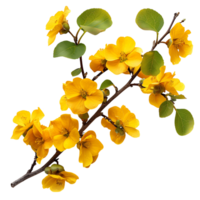 Elegant Yellow Autumn Flower Branch Images for Your Creative Projects png