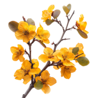 Stylish Isolated Yellow Autumn Flower Branch Cut Outs High Quality Images png