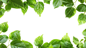 groen bladeren kader Aan transparant achtergrond besnoeiing uit voorraad foto verzameling png