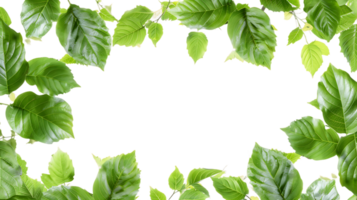 migliorare il tuo progetti con isolato verde le foglie telaio tagliare out png