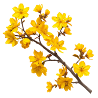 Contemporary Yellow Autumn Flower Branch Images for Your Creative Projects png