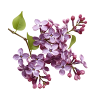 Exquisite Purple Lilac Flowers Branch Images for Your Creative Projects png