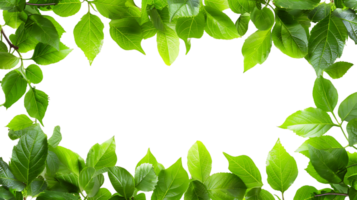 natural verde folhas quadro, Armação cortar outs pronto para usar imagens png