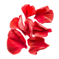 negrito vermelho flor pétalas cortar outs pronto para usar imagens png