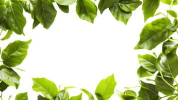 Versatile Green Leaves Frame Images for Your Creative Projects png