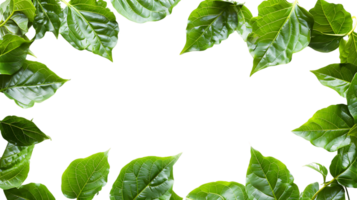 Elegant Green Leaves Frame Images for Your Creative Projects png