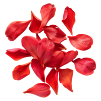 Enhance Your Projects with Isolated Red Flower Petals Cut Outs png