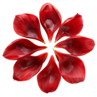 Explore Red Flower Petals Cut Outs Stock Photography Collection png