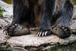 patas de un marrón oso con garras cerca foto