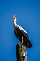 stork sitting on an electric pole against a blue sky photo