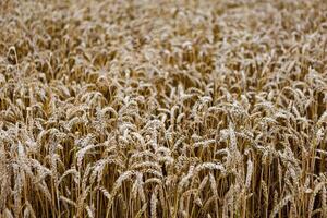field of ripening wheat, cereal field, texture background photo