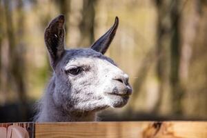 sad white llama in the zoo head from behind the fence photo