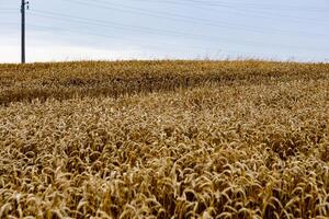 field of ripening wheat, cereal field, texture background photo