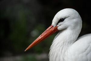 head of a white stork close-up on a background is blurry photo