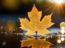 macro close up of a drop of water on a maple leaf in sunset light photo