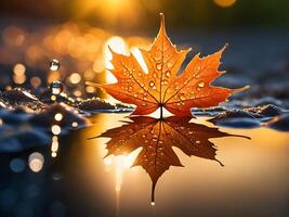 macro close up of a drop of water on a maple leaf in sunset light photo