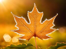 macro close up of a drop of water on a maple leaf in sunset light photo