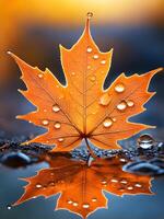 macro close up of a drop of water on a maple leaf in sunset light photo