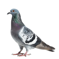 Pigeon sur transparent Contexte png