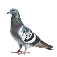 Pombo em transparente fundo png