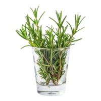 rosemary in a glass on transparent background png