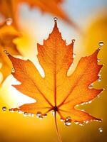 macro close up of a drop of water on a maple leaf in sunset light photo