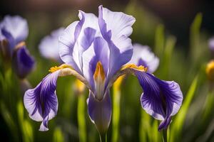 blooming climbing iris flower in the garden photo