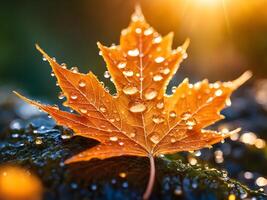 macro close up of a drop of water on a maple leaf in sunset light photo